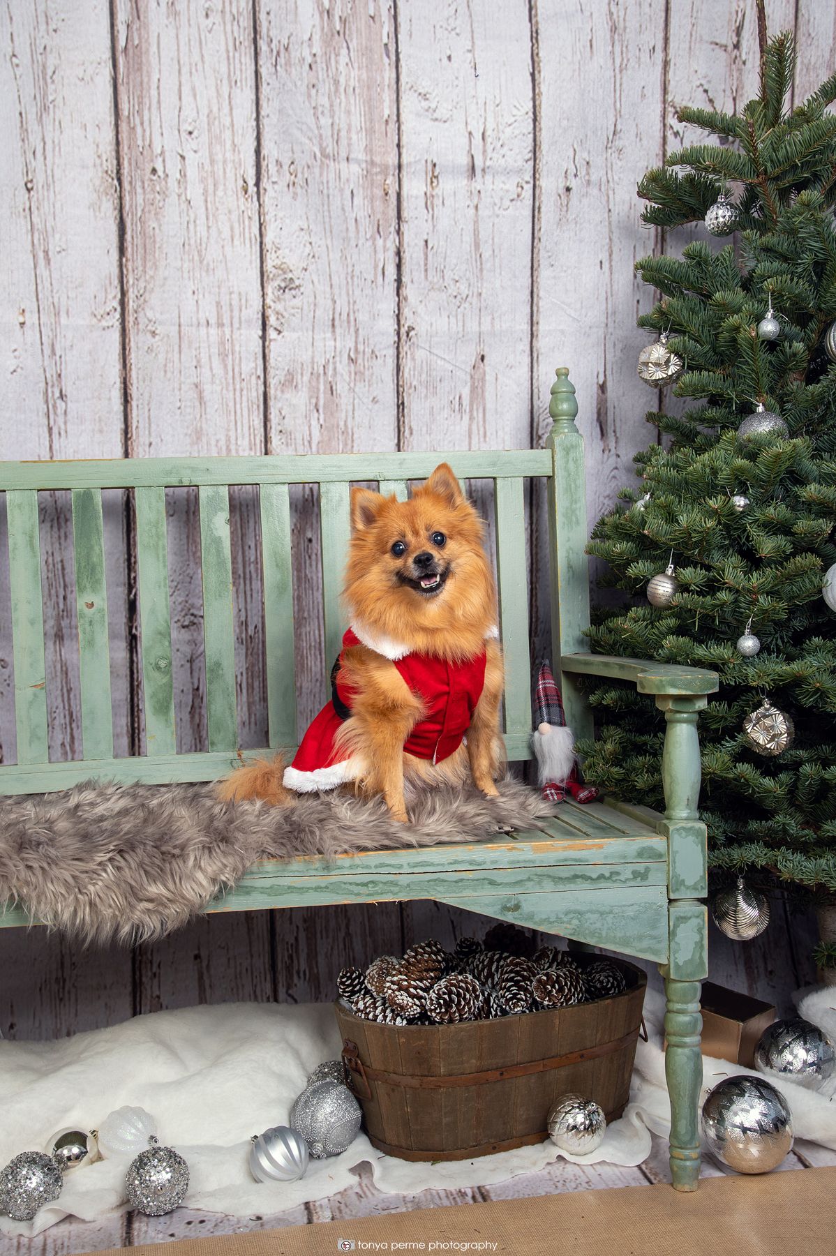 Pomeranian with Christmas tree