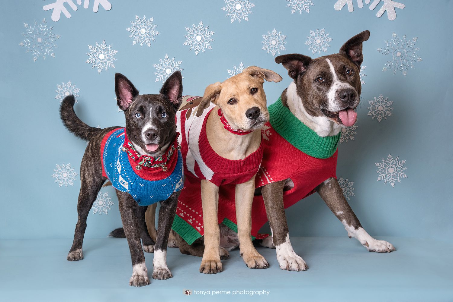 mix breed dogs with sweaters and snowflake background