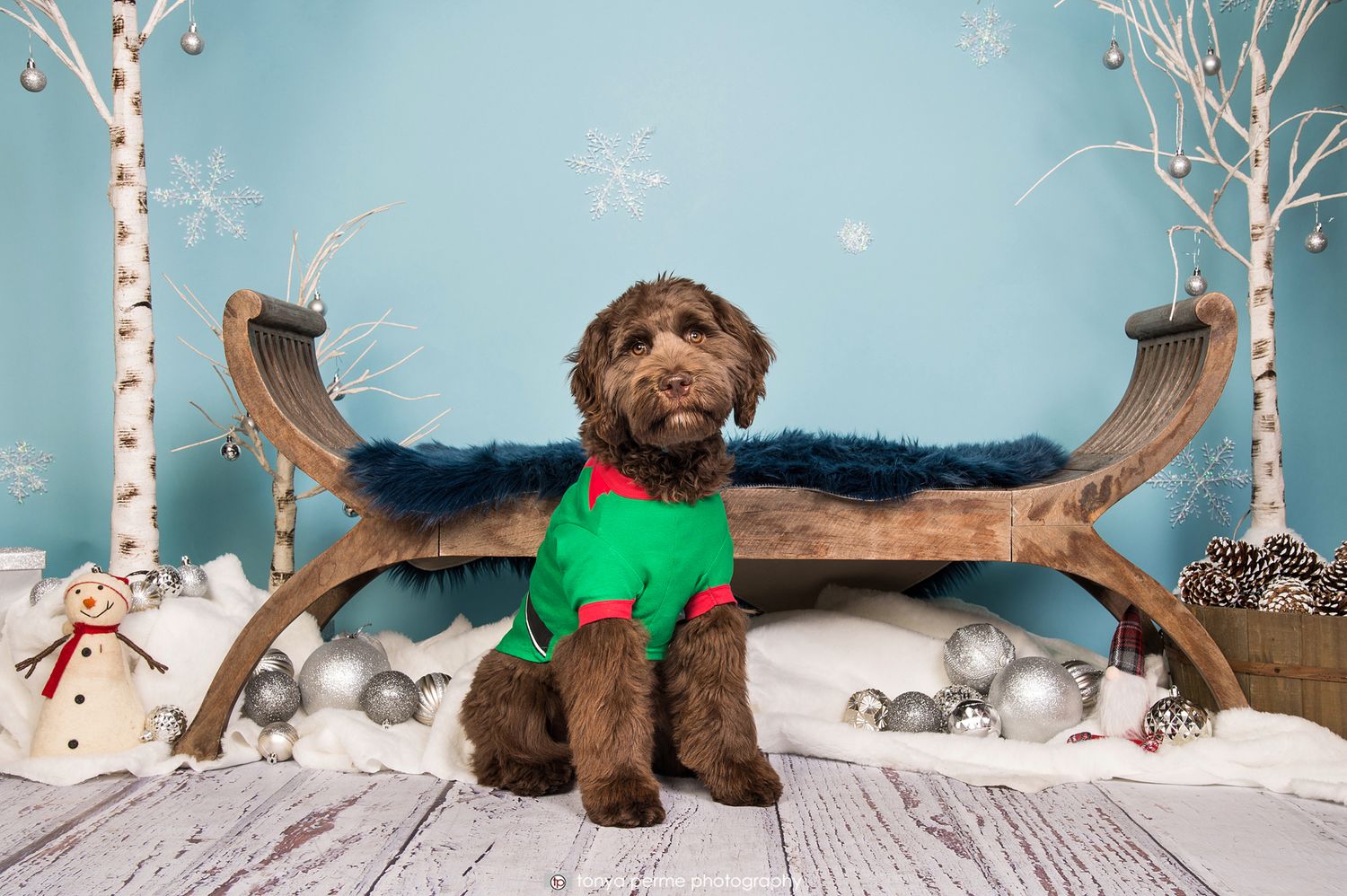 Labradoodle with sleigh bench and snowflake backdrop