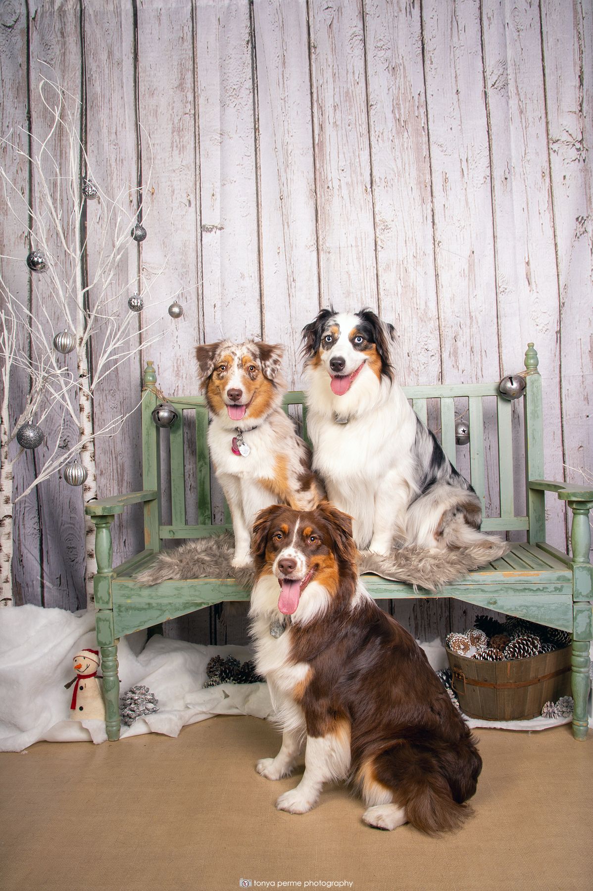 Three Australian shepherds on winter themed bench