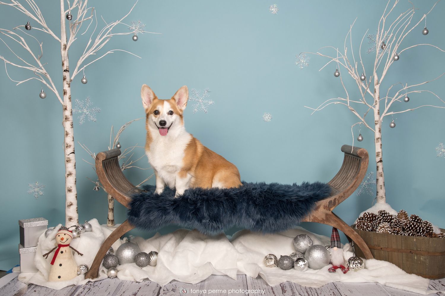 Corgi with winter themed backdrop and sleigh bench