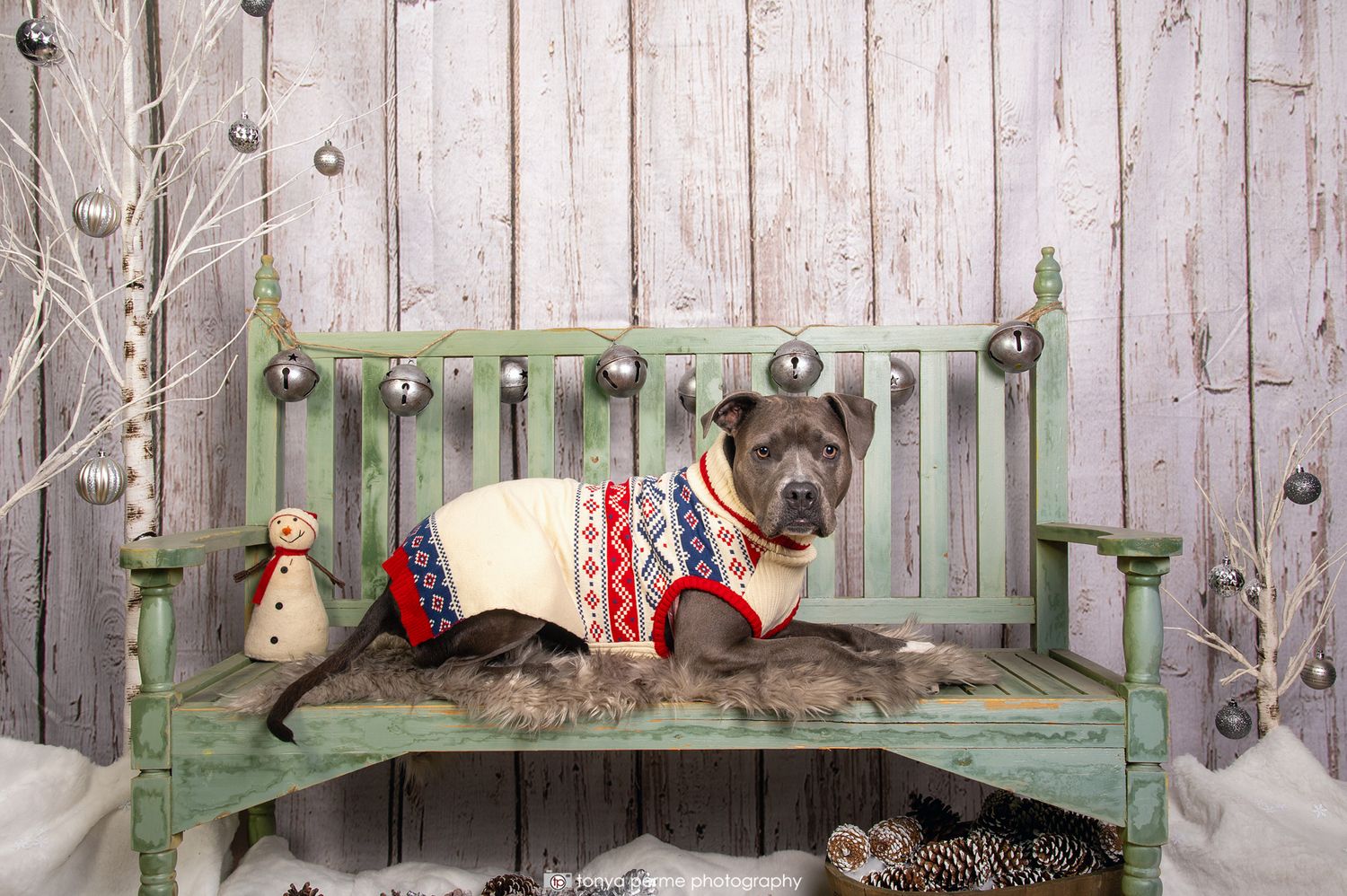 grey American Staffordshire terrier with sweater