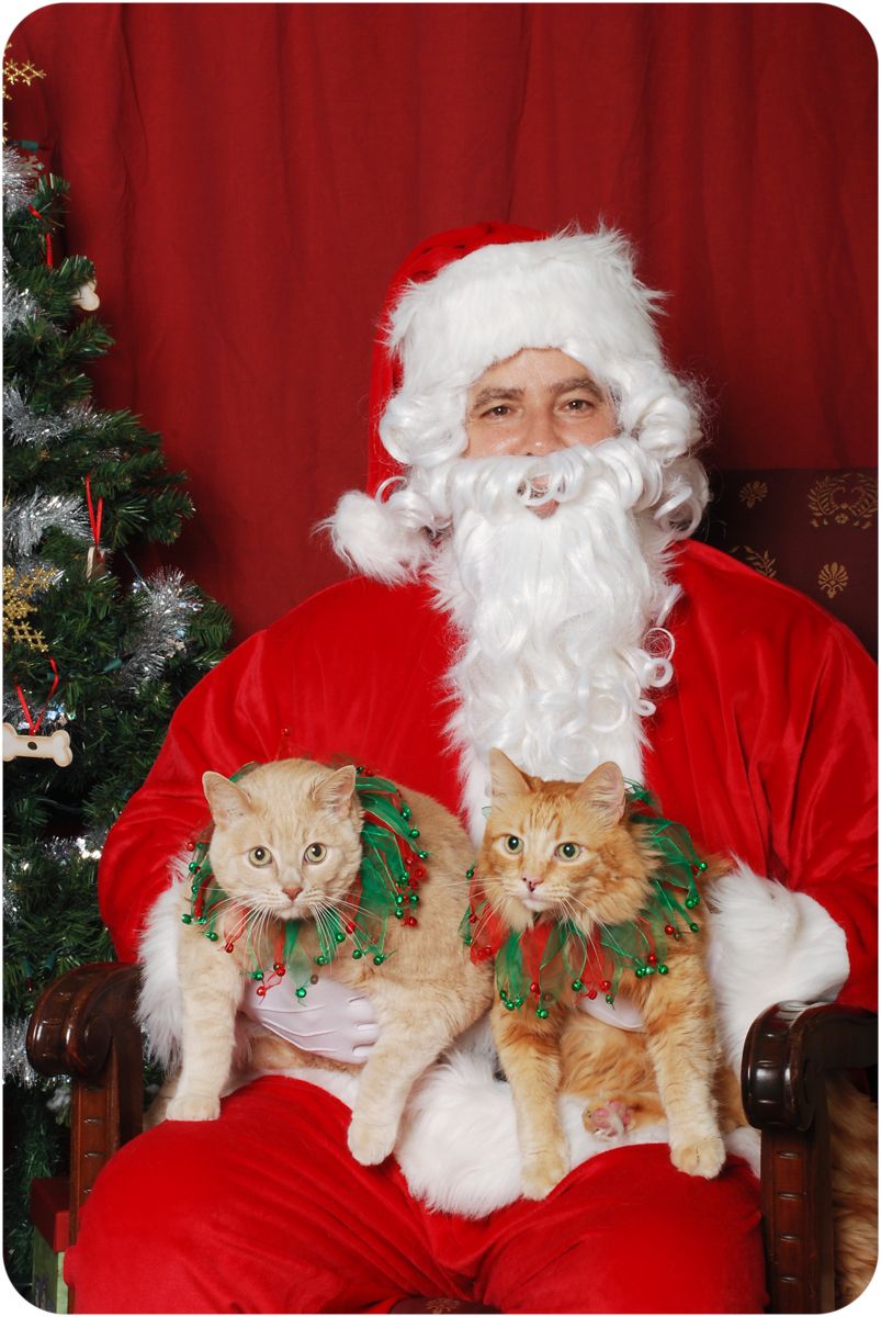 orange tabby cats with Santa