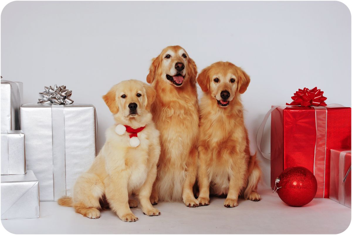Golden Retrievers with presents