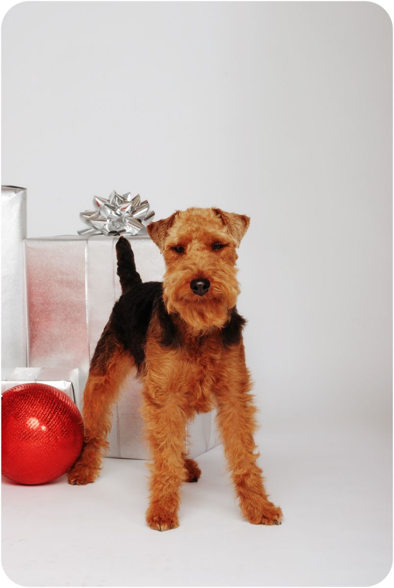 Welsh Terrier with silver presents