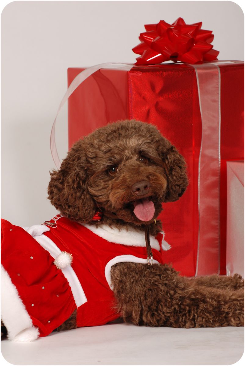 brown poodle with presents