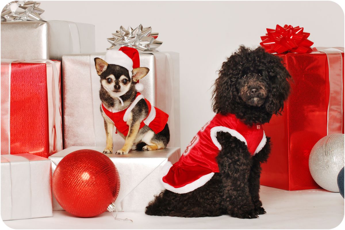 poodle and Chihuahua with presents and ornaments