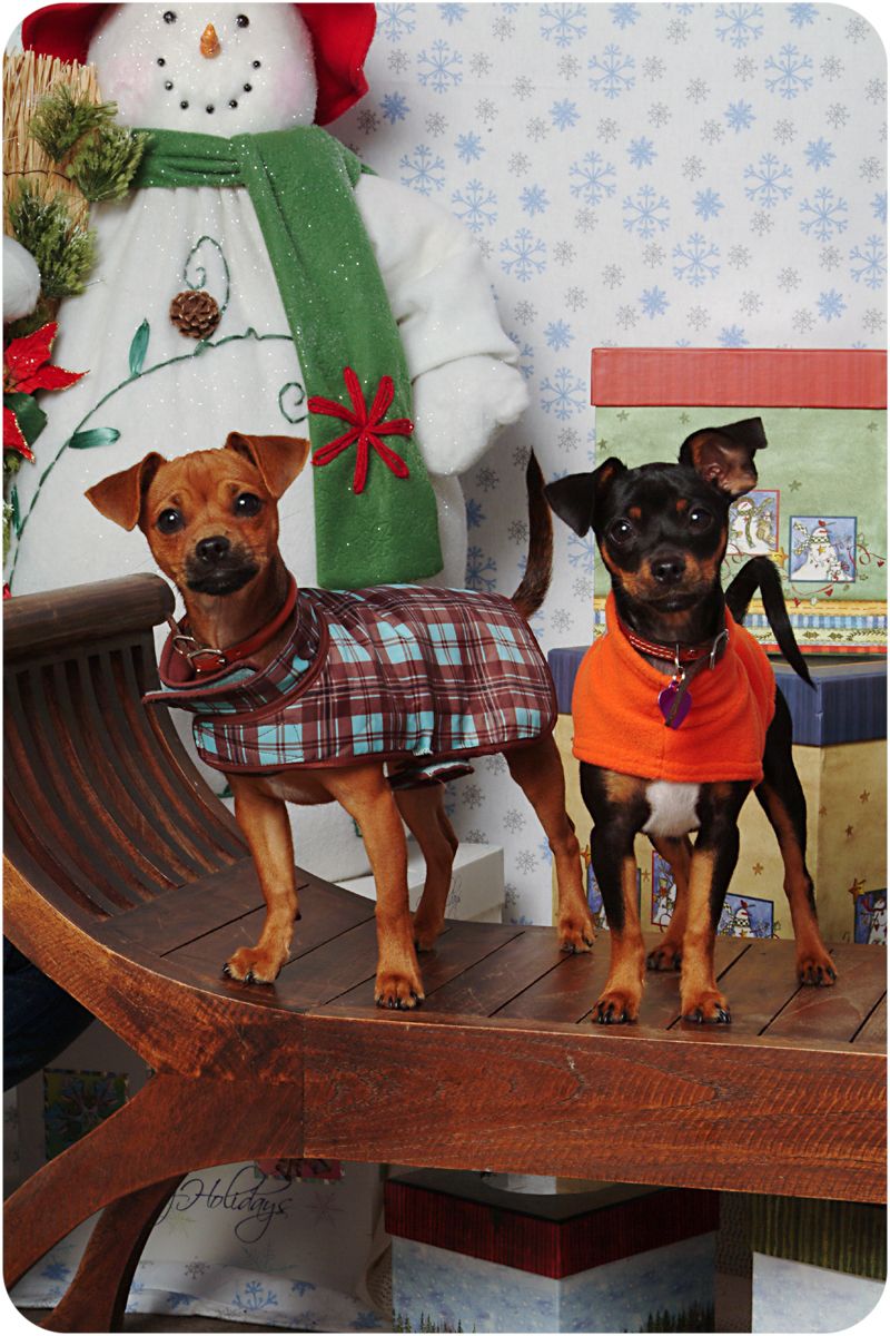 miniature pinscher puppies with winter themed background