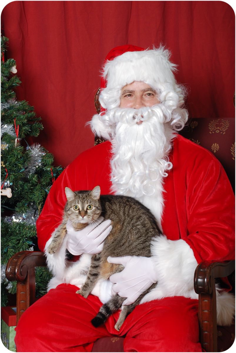 tabby cat with Santa