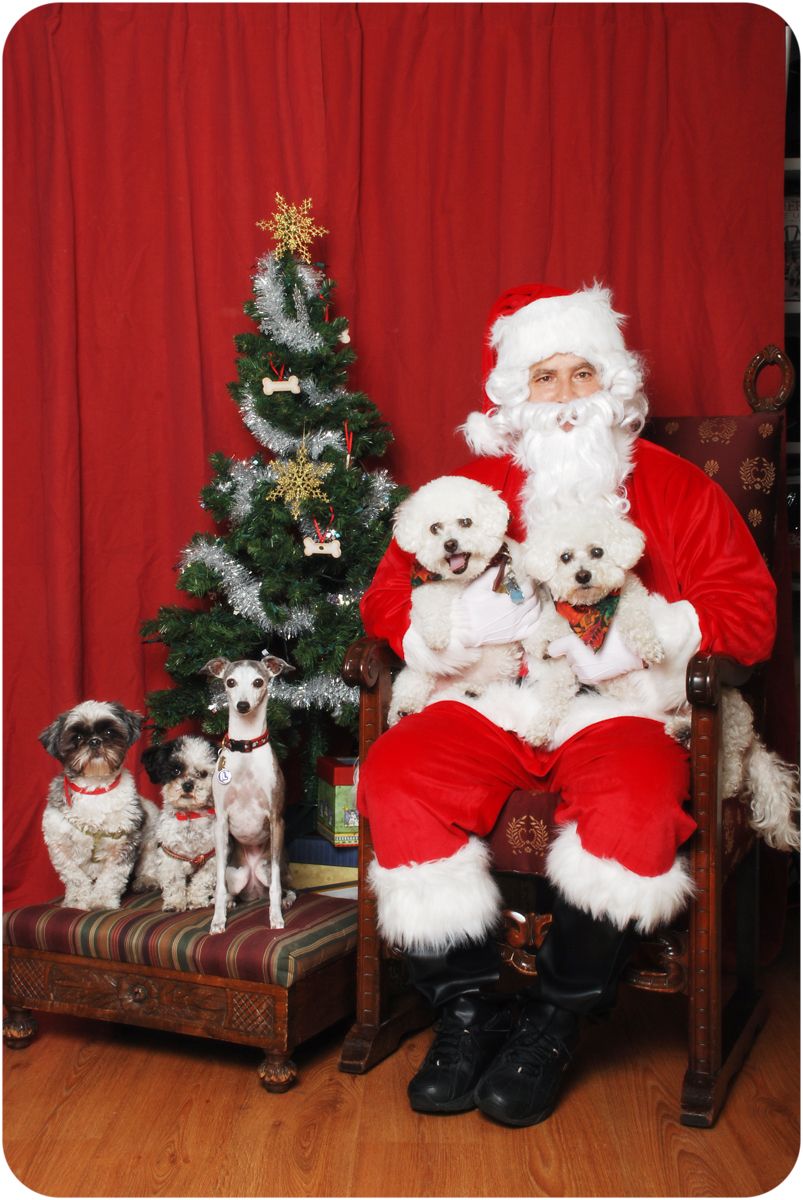 Italian greyhound, Bichon frise, and shih tzus with Santa