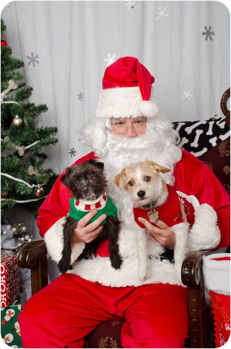 terrier mixes with Santa