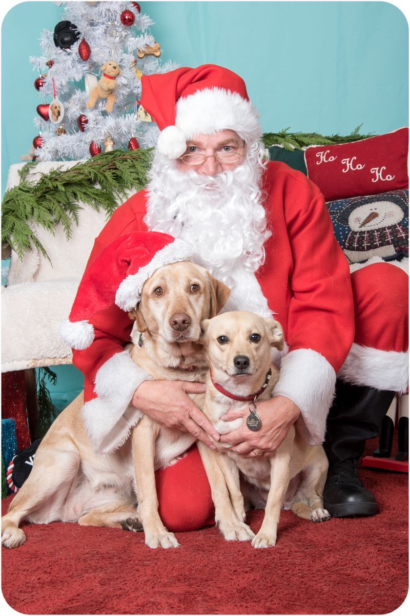 Labrador retriever and terrier mix with Santa