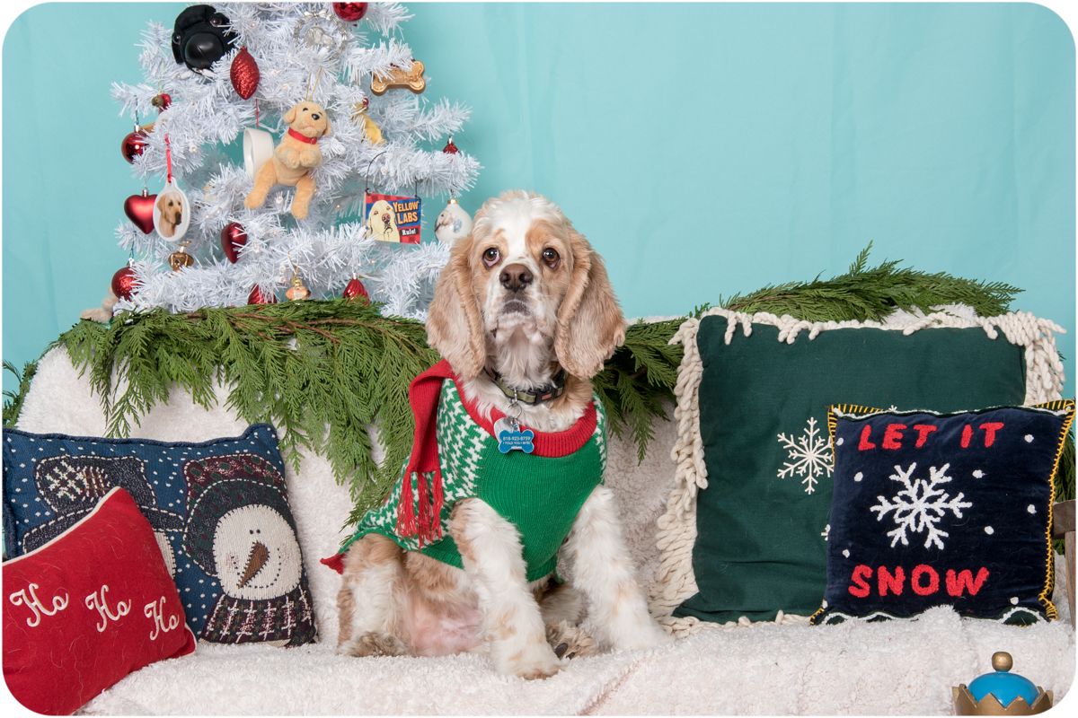 Cocker spaniel with holiday background