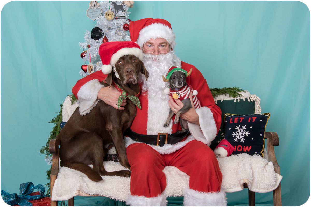 Labrador retriever and chihuahua with Santa