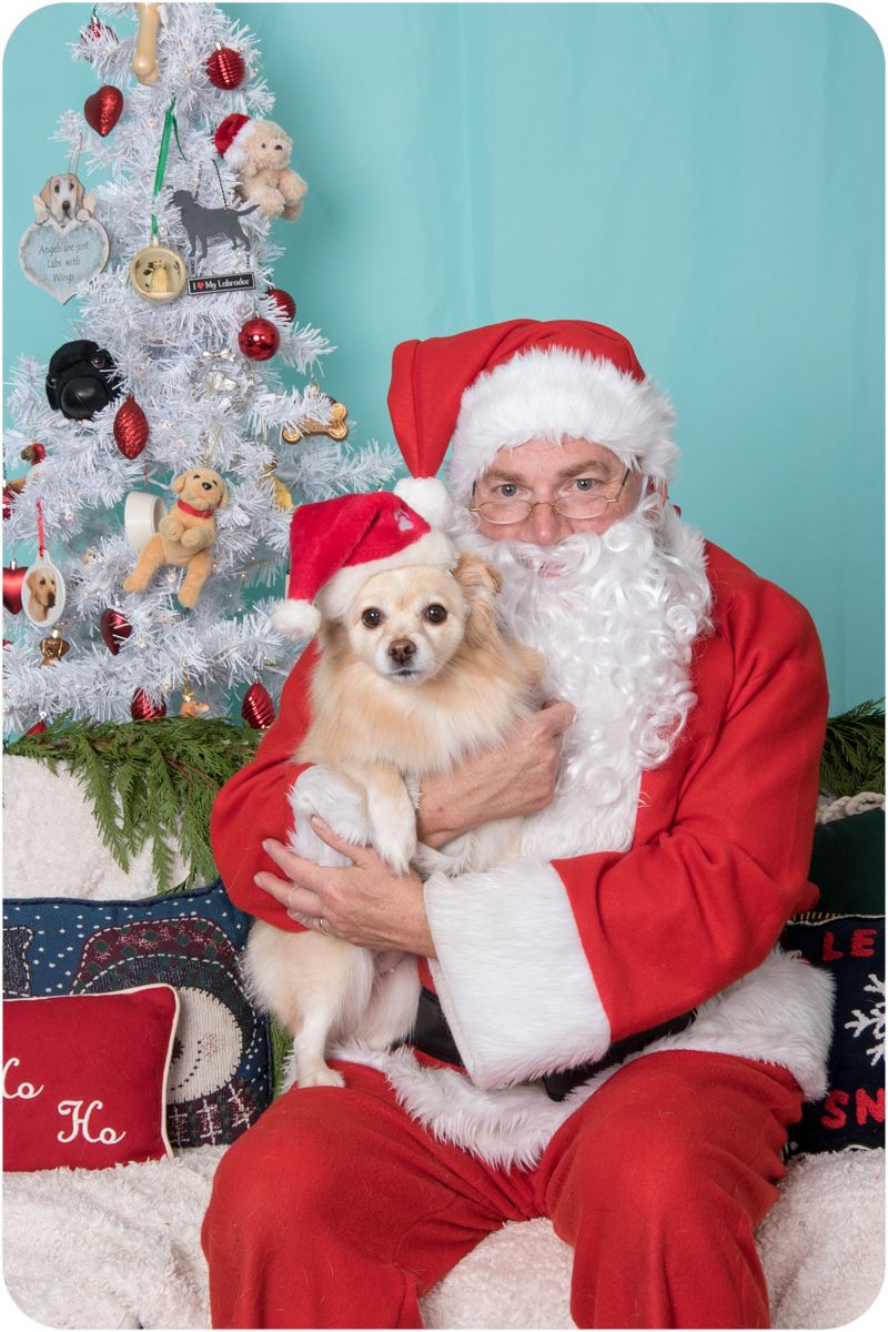 Pomeranian mix with Santa