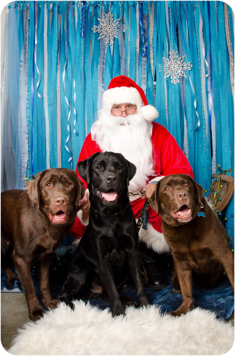 Chocolate and black labs with Santa