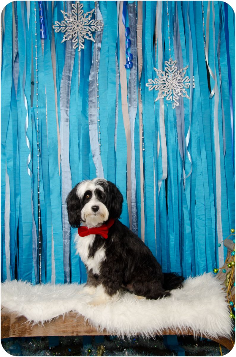 bearded collie with snowflake background