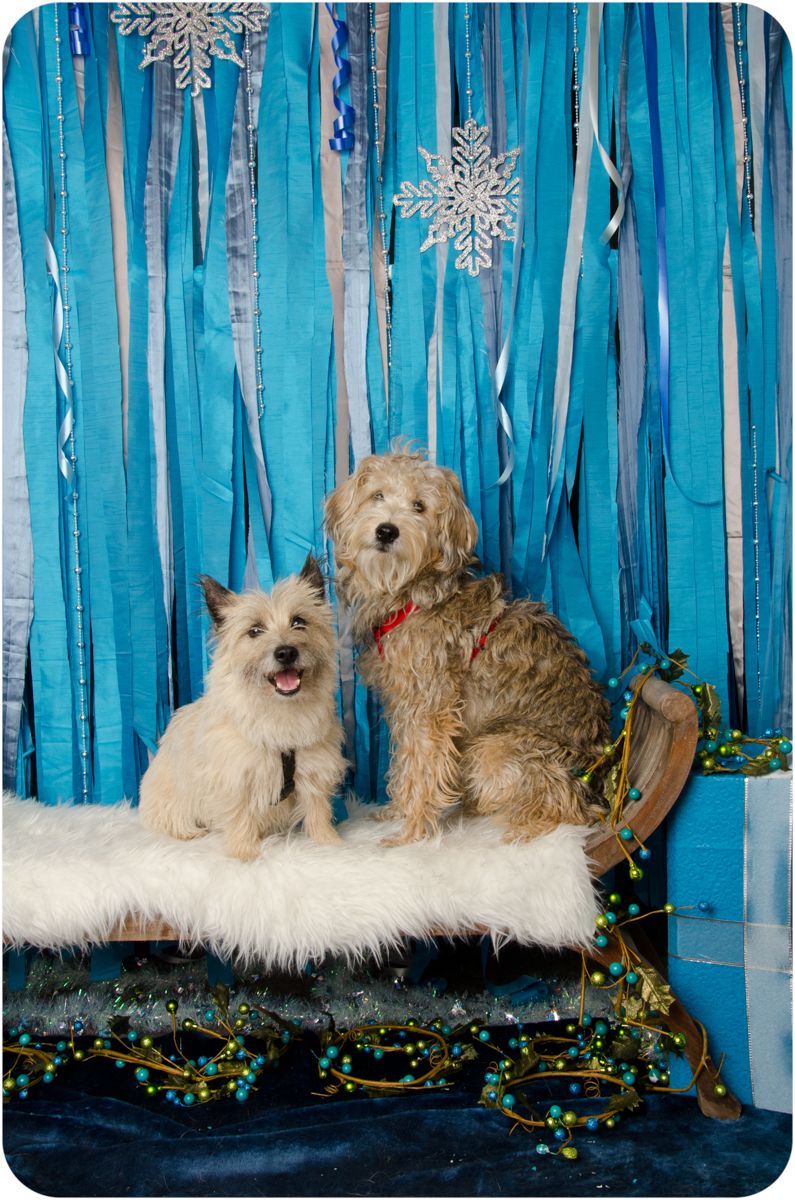 Cairn terrier and doodle mix with snowflake background