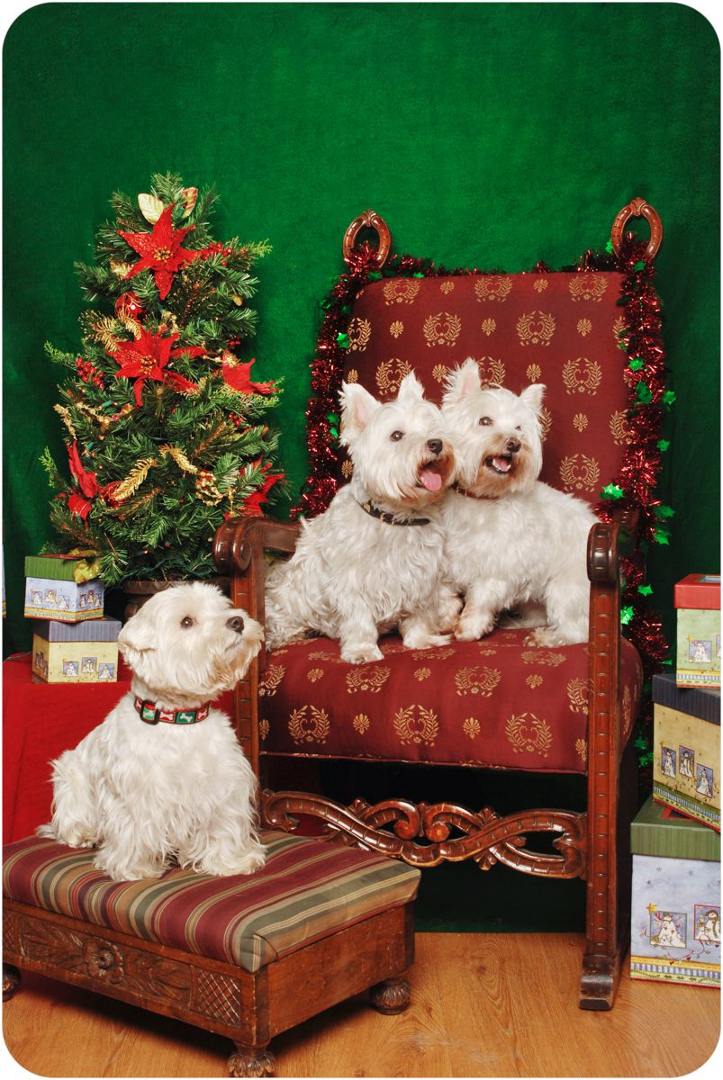 west highland white terriers with holiday background
