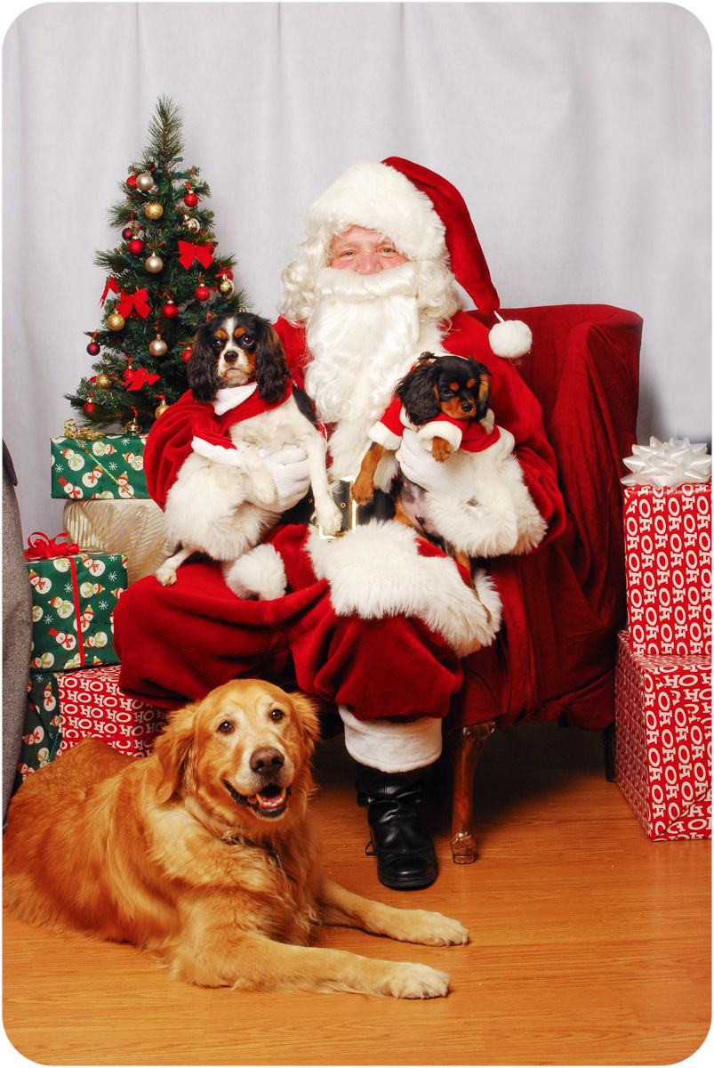 Cavalier King Charles Spaniels and Golden Retriever with Santa