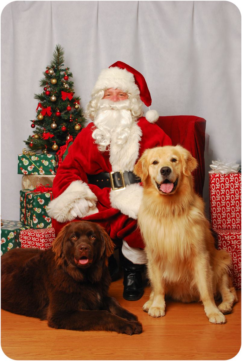 golden and chocolate retrievers with Santa