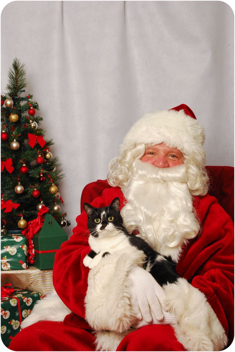 black and white cat with Santa