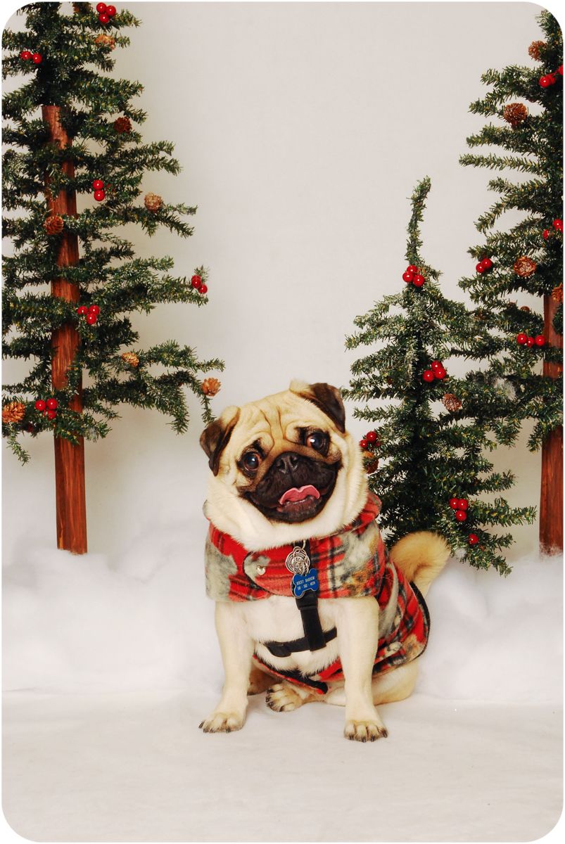 Pug with winter trees