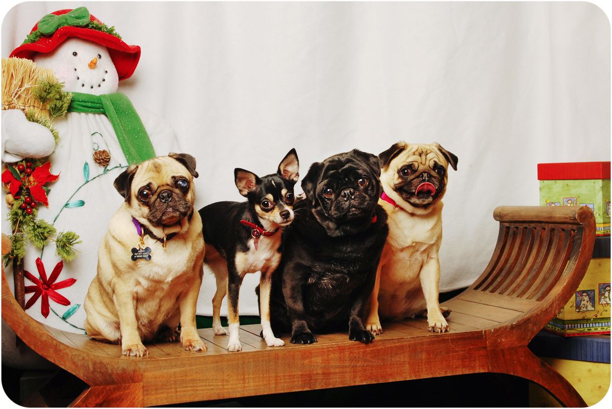 Pugs and Chihuahua on sleigh bench