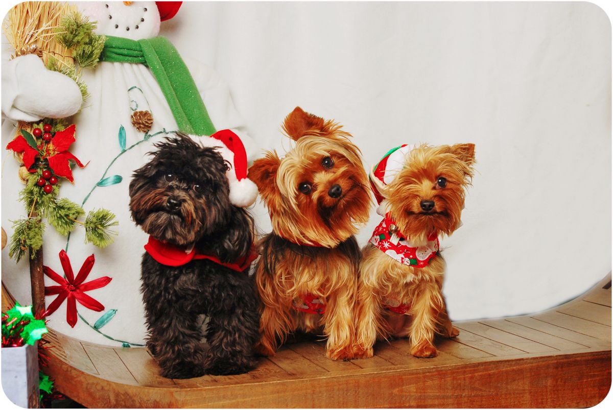 Yorkshire terriers and Yorkie mix with winter themed background