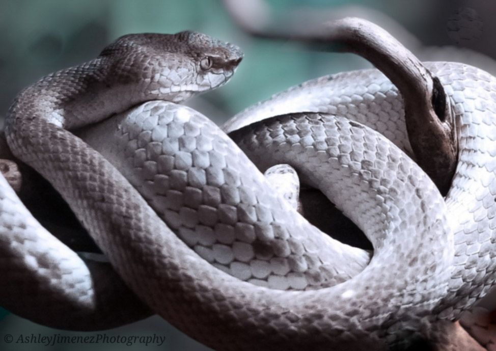 snake
animal photographer
animal photography
wildlife photographer
wildlife photography
Fresno photographer
zoo