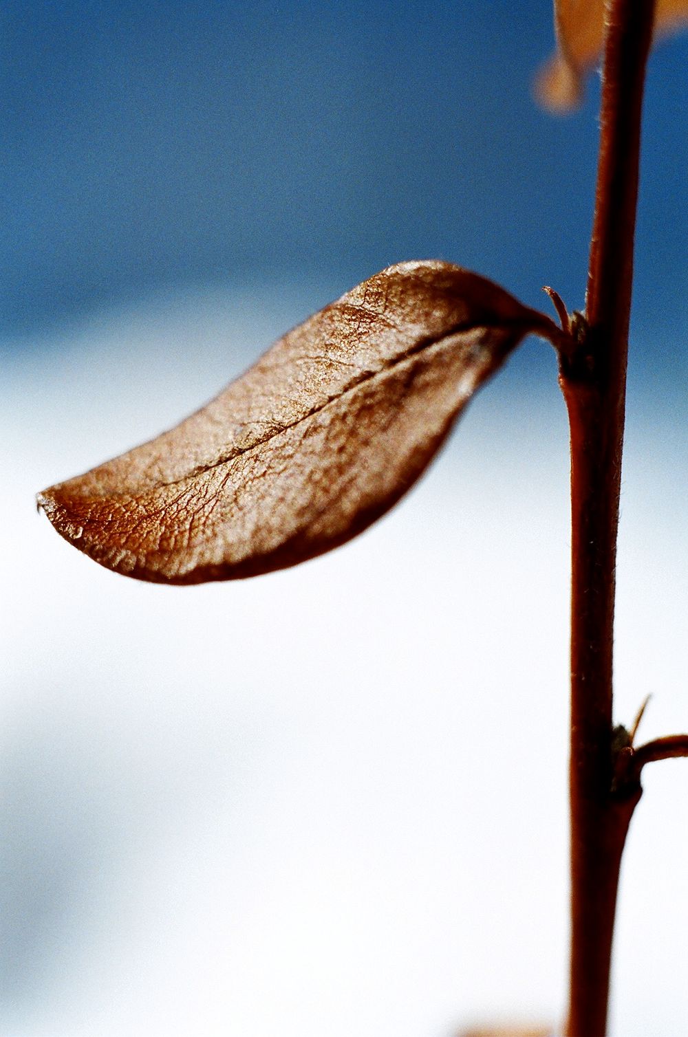 Close-up of a dried brown leaf against a blurred blue background, macro 35mm film