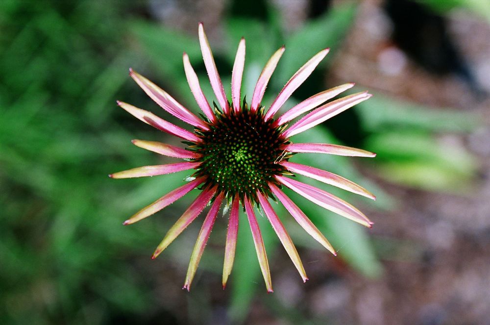 Pink and white coneflower bloom with spiky petals against a green background, 35mm film