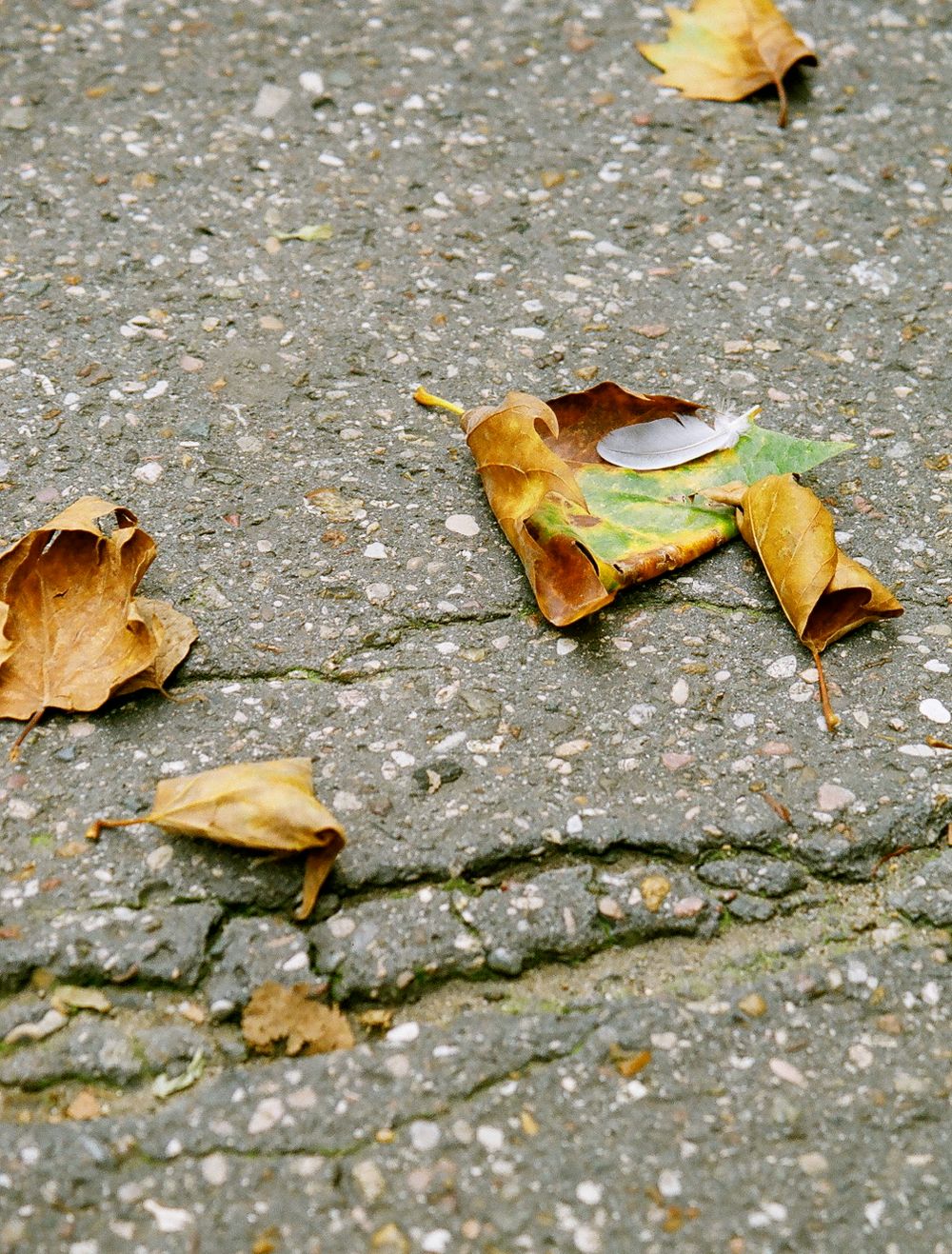 Dried autumn leaves scattered on textured concrete ground in Paris, 35mm film