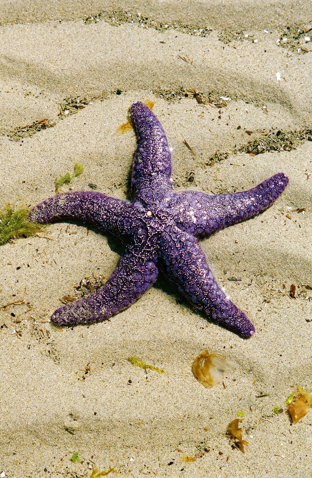 Purple starfish resting on sandy beach with gentle texture and lighting in Robert's Creek, BC Canada.