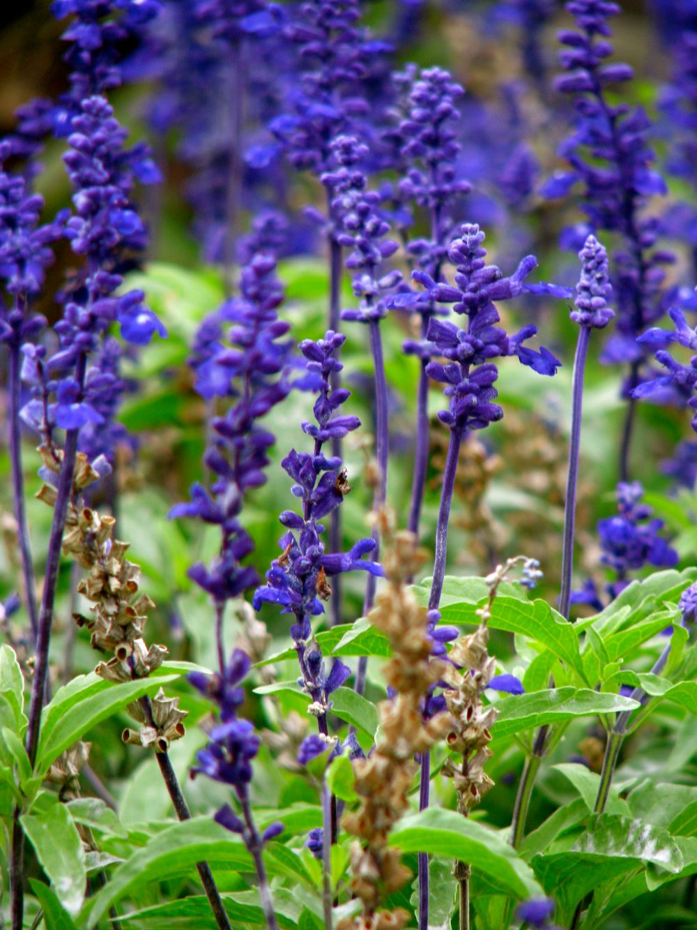 Vibrant purple salvia flowers bloom in garden with bright green foliage.