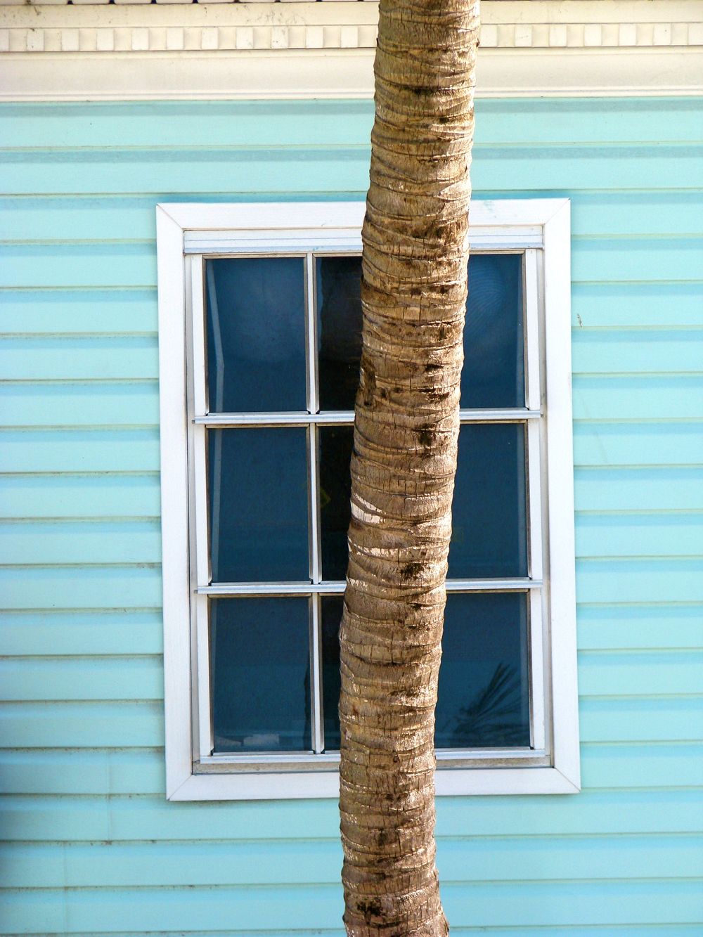 Palm tree trunk frames white window against light blue beach house siding in Florida, USA.