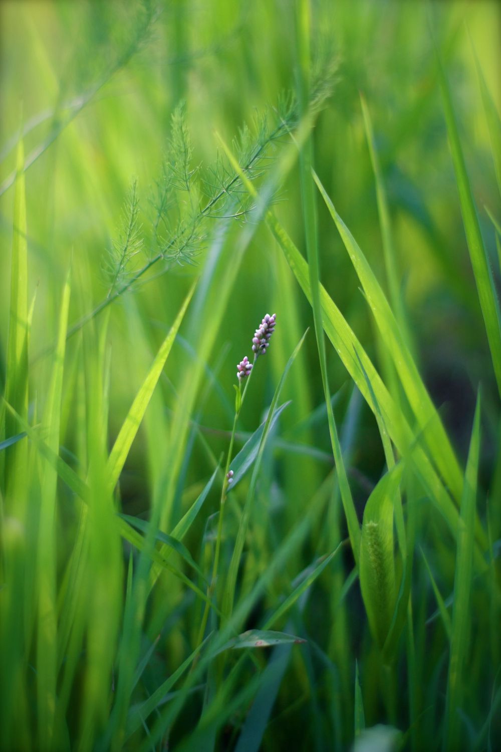 Close-up of tiny flowers and delicate grass blades in soft focus with dreamy green background, 35mm film.