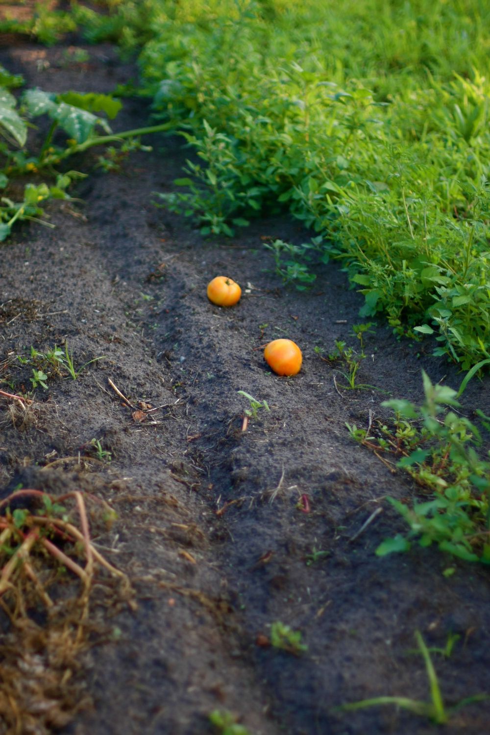 Two tomatoes lying on dirt path bordered by green plants, Belle River Ontario Canada