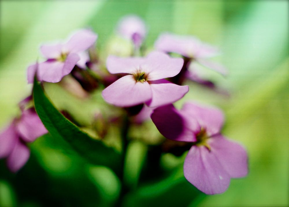 Soft focus pink wildflowers bloom against blurred green natural background, 35mm film.