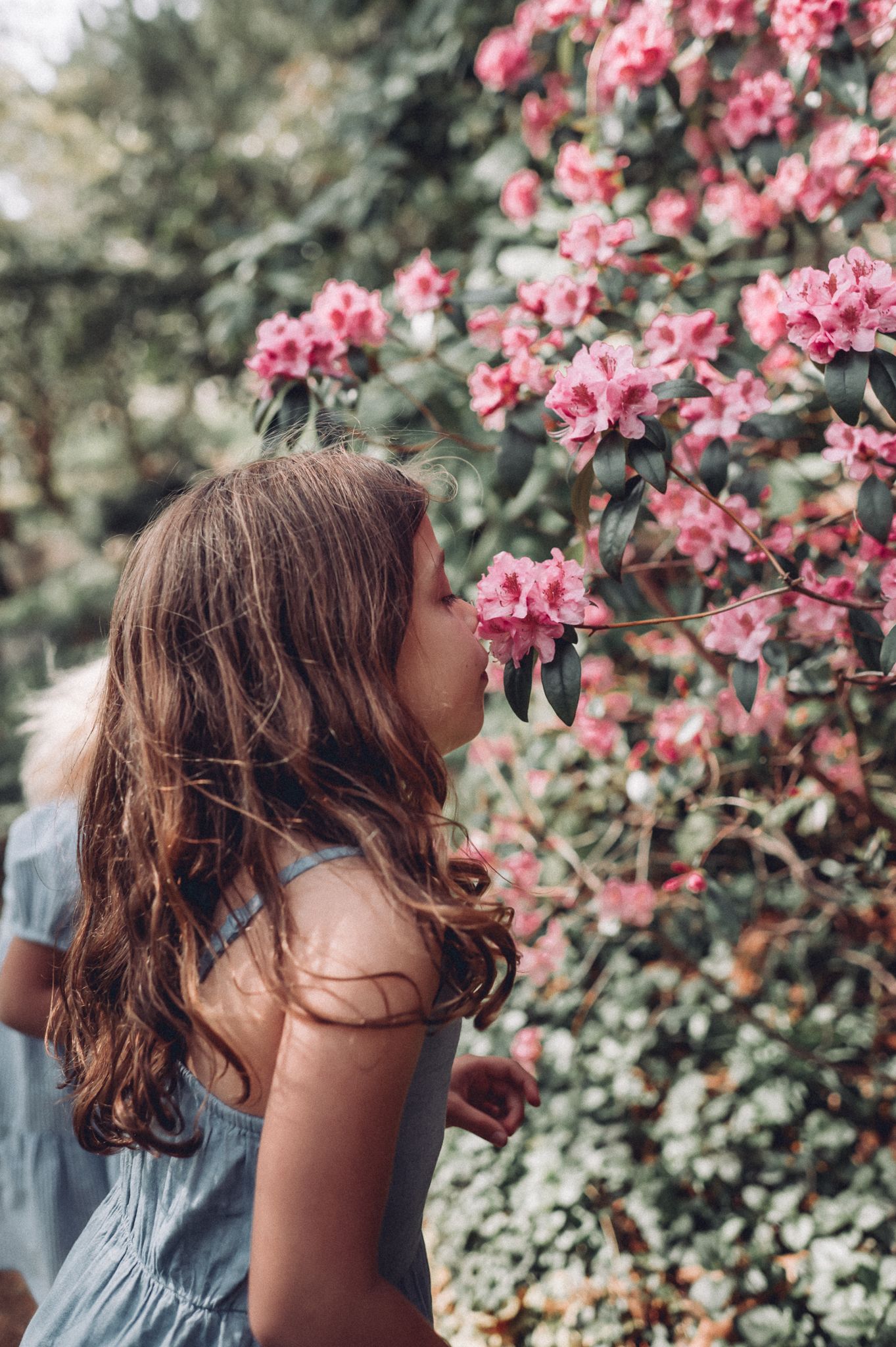 Young person in blue dress smells pink azalea flowers blooming on bush.