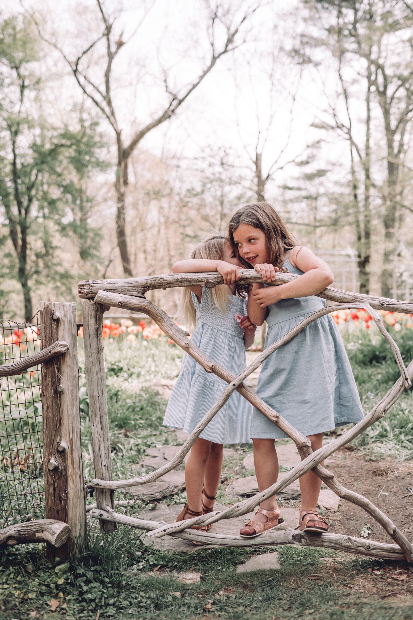 Two children in blue dresses play on rustic wooden fence with red tulips in background.