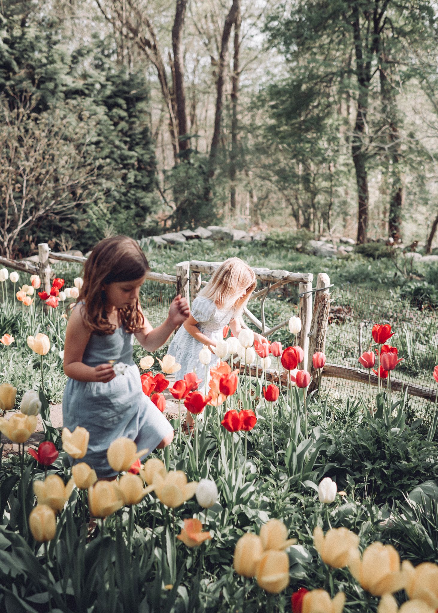 Two children explore colorful spring tulip garden with red and yellow blooms.