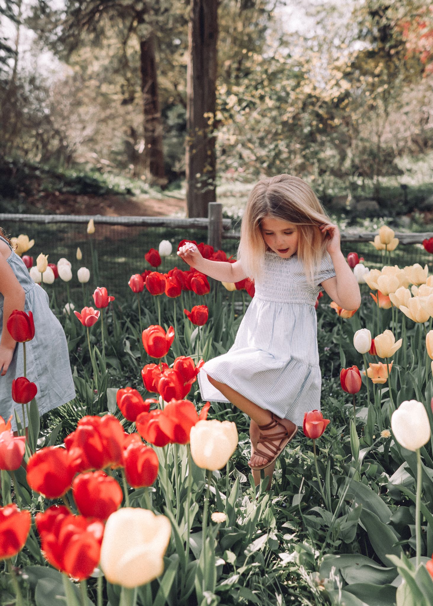 Child in white dress joyfully dances among red and cream colored tulips in garden.