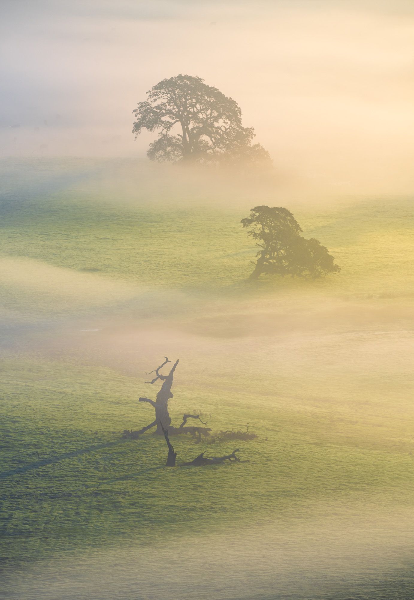 Three trees in misty morning light on rolling hills, Marin County, California.