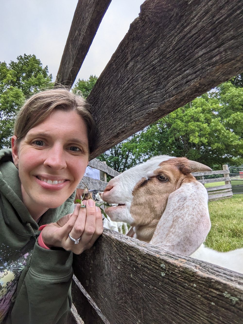 A friendly goat reaches through wooden fence slats while being petted in a farm setting.