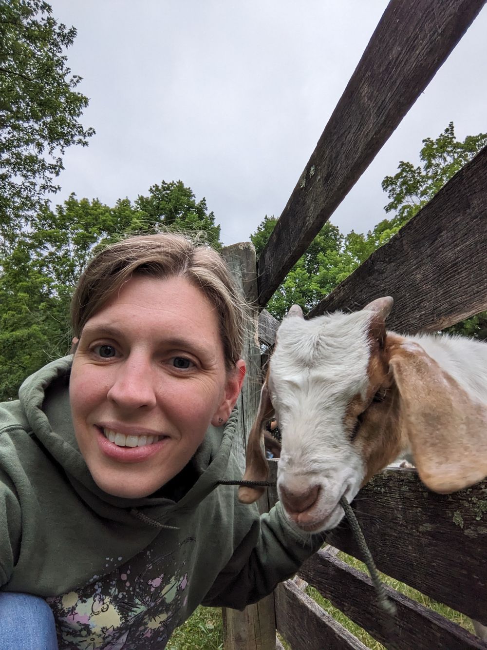 A curious goat peeks through a wooden fence on a cloudy day.