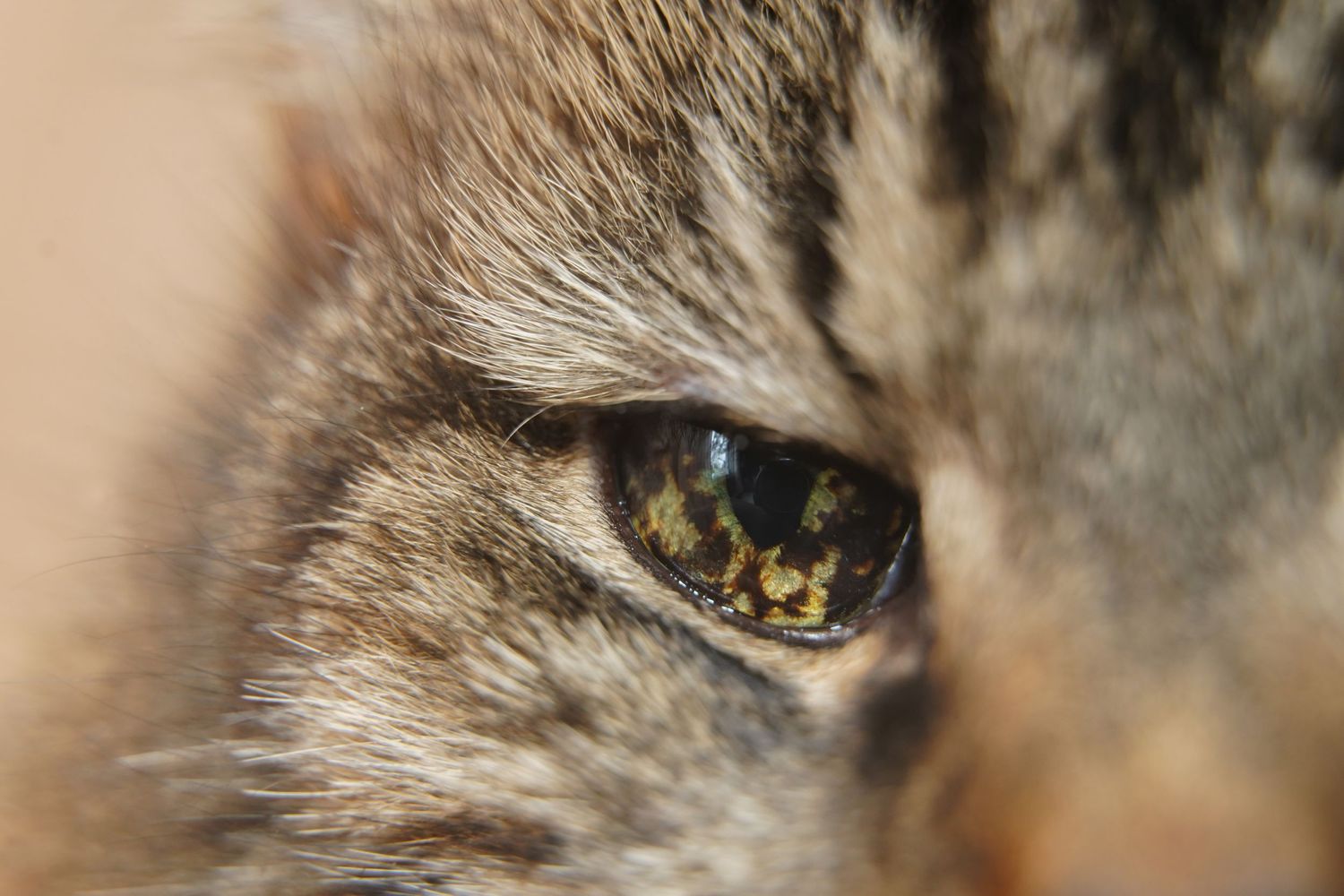 Chick's unique, and beautiful, eye