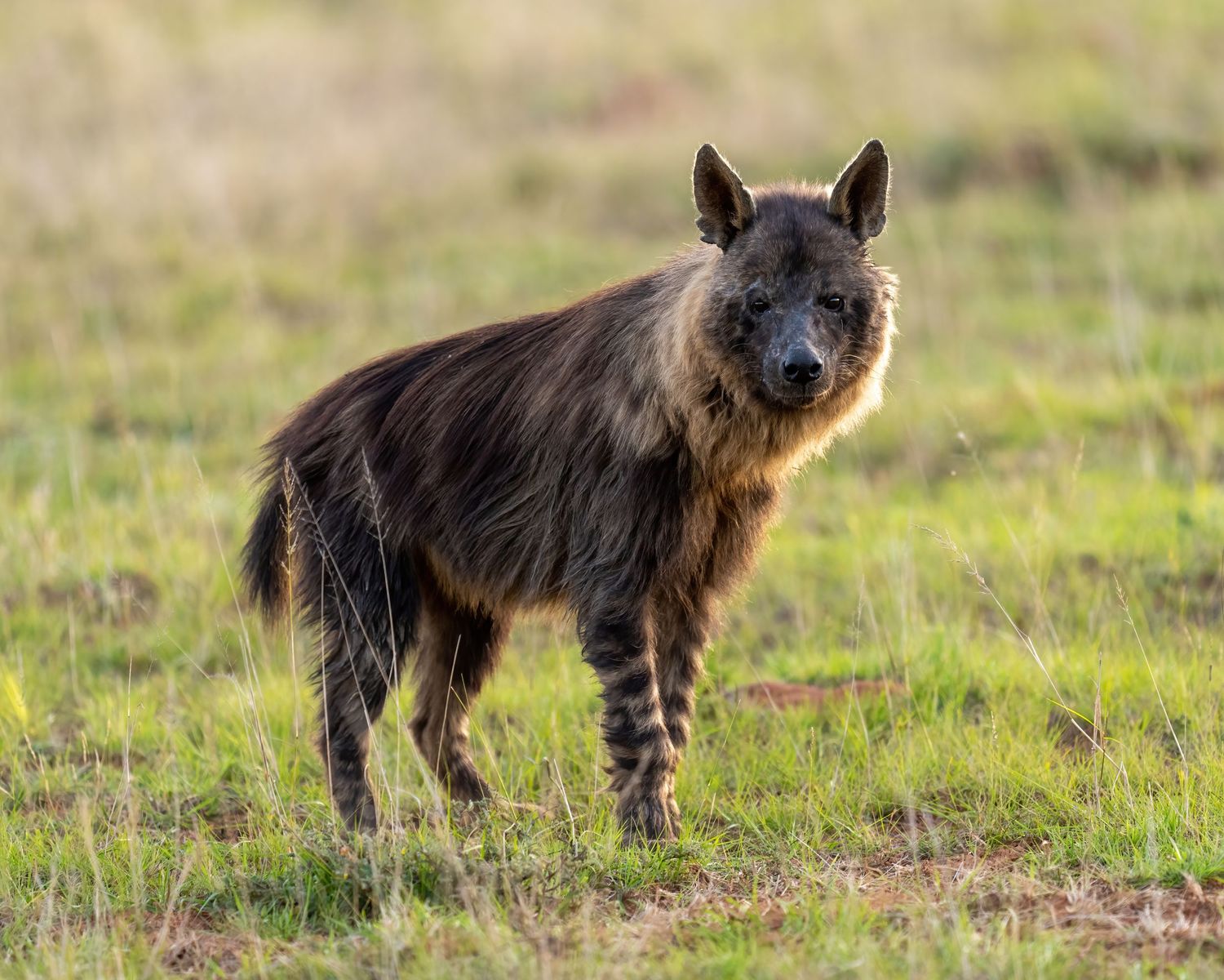 A brown hyena walking through grassland in a wildlife setting.