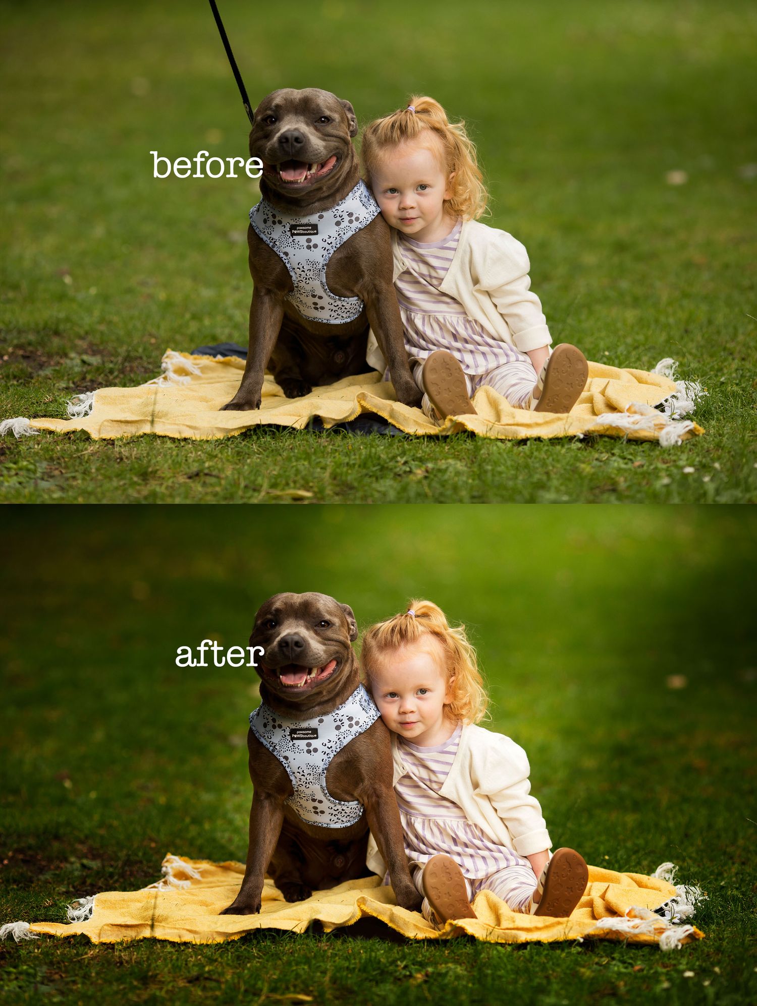 dog portraits by little wonderland photography