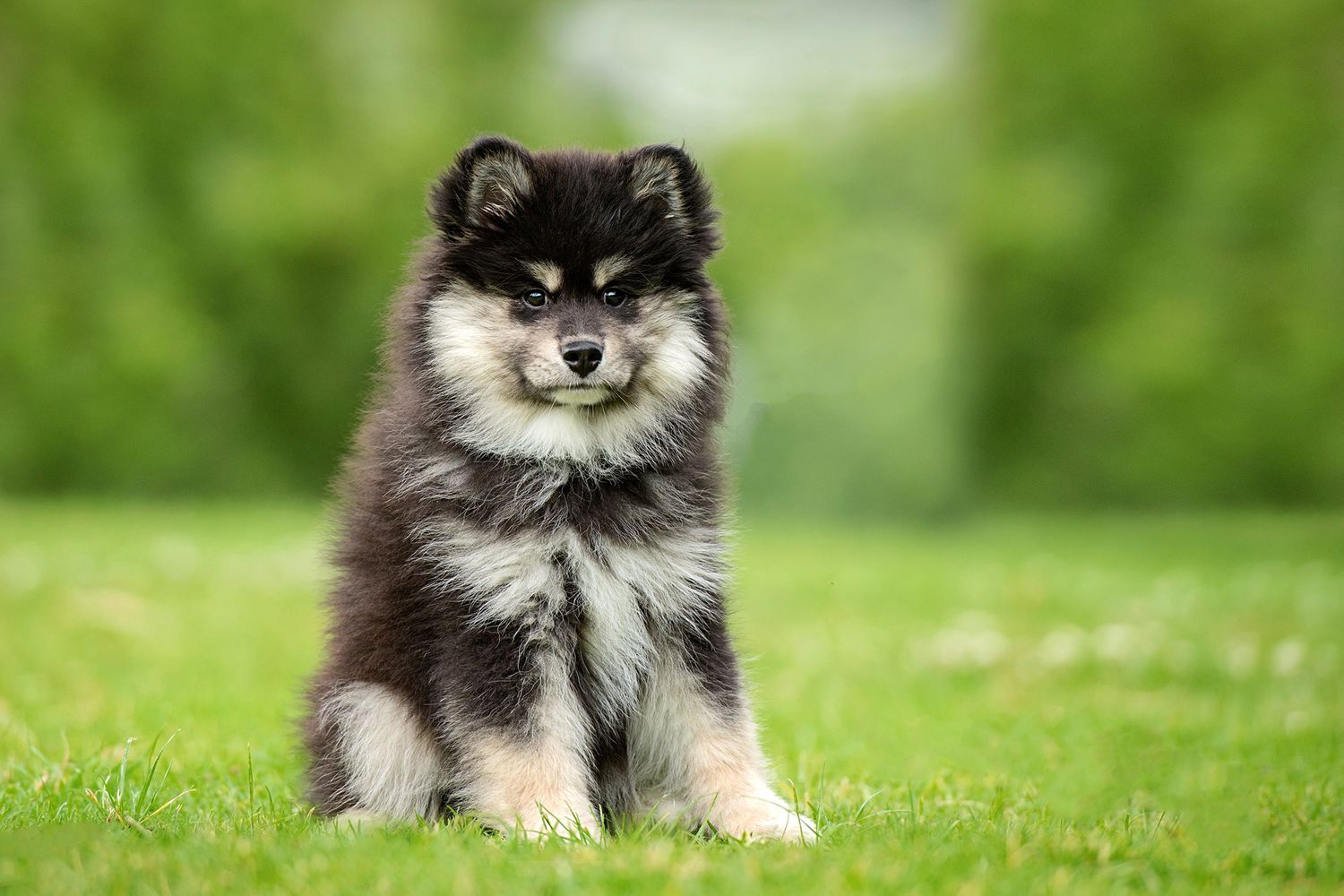 Puppy photography in Geelong and Melbourne by Helen Green